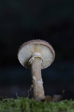 Armillaria ostoyae, Physalacriaceae familyasından ağaçlara özgü bir mantar türüdür..