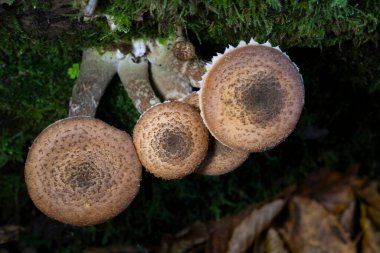 Armillaria ostoyae, Physalacriaceae familyasından ağaçlara özgü bir mantar türüdür..