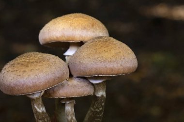 Armillaria ostoyae (synonym Armillaria solidipes) is a species of fungus, pathogenic to trees, in the family Physalacriaceae. clipart