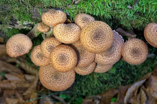 Armillaria ostoyae, Physalacriaceae familyasından ağaçlara özgü bir mantar türüdür..