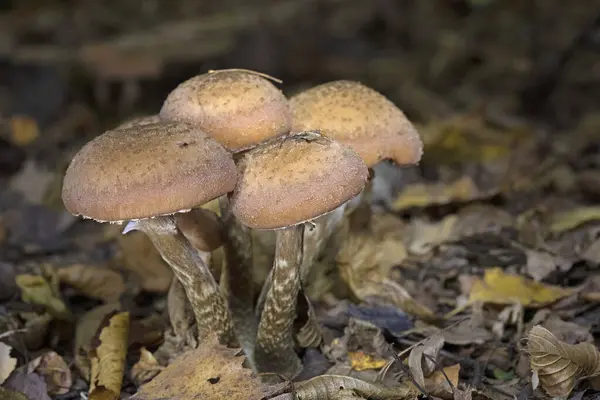 Armillaria ostoyae, Physalacriaceae familyasından ağaçlara özgü bir mantar türüdür..