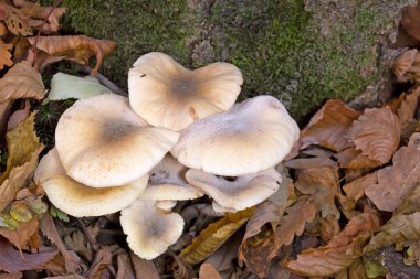 Armillaria mellea (Armillariella mellea), commonly known as honey fungus, is an edible basidiomycete fungus in the genus Armillaria clipart