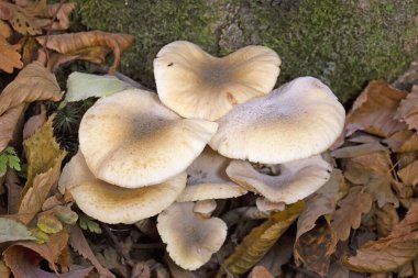 Armillaria mellea (Armillariella mellea), Armillaridae familyasından bir mantar türü.