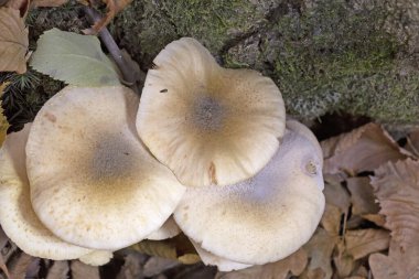 Armillaria mellea (Armillariella mellea), Armillaridae familyasından bir mantar türü.