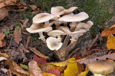 Armillaria mellea (Armillariella mellea), Armillaridae familyasından bir mantar türü.