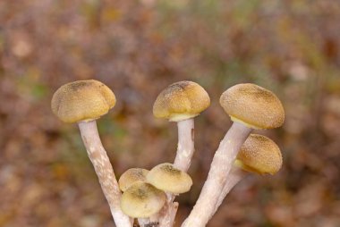 Armillaria mellea (Armillariella mellea), commonly known as honey fungus, is an edible basidiomycete fungus in the genus Armillaria clipart