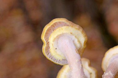 Armillaria mellea (Armillariella mellea), Armillaridae familyasından bir mantar türü.