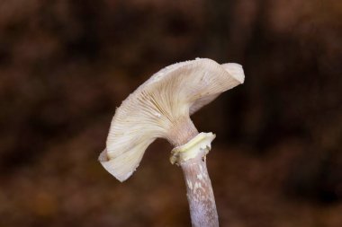 Armillaria mellea (Armillariella mellea), Armillaridae familyasından bir mantar türü.