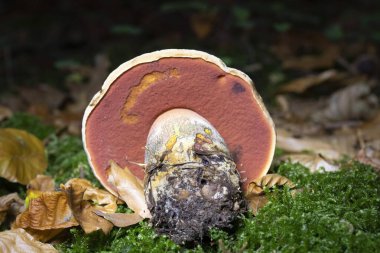 Boletus erythropus syn. Boletus luridiformis or Neoboletus luridiformis is a species of edible mushroom in the Boletaceae family. Boletus erythropus in their natural environment. clipart