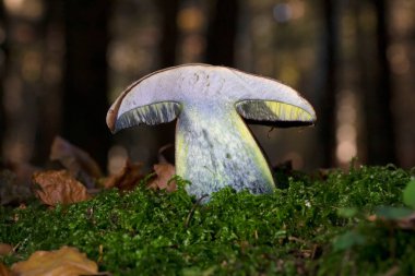 Boletus erythropus syn. Boletus luridiformis or Neoboletus luridiformis is a species of edible mushroom in the Boletaceae family. Boletus erythropus in their natural environment. clipart