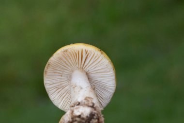 Amanita gemmata, Amanitaceae familyasından Amanitaceae familyasından bir mantar türü.