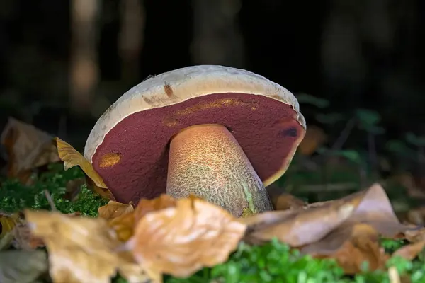 Boletus eritropus syn. Boletus luridiforis veya Neoboletus luridiforis, Boletaceae familyasından yenilebilir bir mantar türüdür. Doğal ortamlarında Boletus eritropusu..
