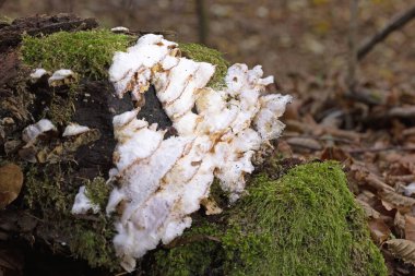 Phlebia tremellosa (Merulius tremellosus), Merulius veya jöle çürümesi olarak da bilinir, Meruliaceae familyasından bir mantar türü.. 