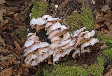 Phlebia tremellosa (Merulius tremellosus), Merulius veya jöle çürümesi olarak da bilinir, Meruliaceae familyasından bir mantar türü.. 