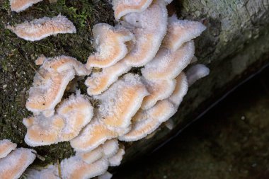 Phlebia tremellosa (Merulius tremellosus), Merulius veya jöle çürümesi olarak da bilinir, Meruliaceae familyasından bir mantar türü.. 