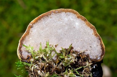 Fomes fomentarius.The species produces very large polypore fruit bodies which are shaped like a horse's hoof and vary in colour from a silvery grey to almost black though they are normally brown.  clipart