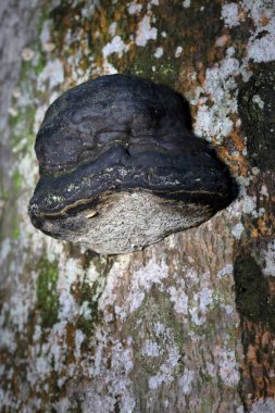 Fomes fomentarius. Tür at toynağı şeklinde çok büyük polipore meyve gövdeleri üretir ve normalde kahverengi olmalarına rağmen gümüşi griden neredeyse siyaha renk olarak farklılık gösterir.. 