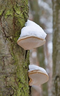 Fomes fomentarius. Tür at toynağı şeklinde çok büyük polipore meyve gövdeleri üretir ve normalde kahverengi olmalarına rağmen gümüşi griden neredeyse siyaha renk olarak farklılık gösterir.. 