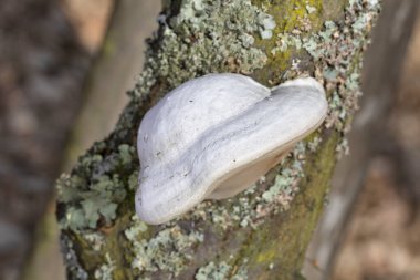 Fomes fomentarius. Tür at toynağı şeklinde çok büyük polipore meyve gövdeleri üretir ve normalde kahverengi olmalarına rağmen gümüşi griden neredeyse siyaha renk olarak farklılık gösterir.. 