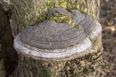 Fomes fomentarius. Tür at toynağı şeklinde çok büyük polipore meyve gövdeleri üretir ve normalde kahverengi olmalarına rağmen gümüşi griden neredeyse siyaha renk olarak farklılık gösterir.. 