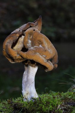 Very interesting mushroom Gyromitra infula (sin. Paragyromitra infula)with characteristic cap, commonly known as the hooded false morel or the elfin saddle.Gyromitra infula on dead wood among green moss - Romania, Europe.