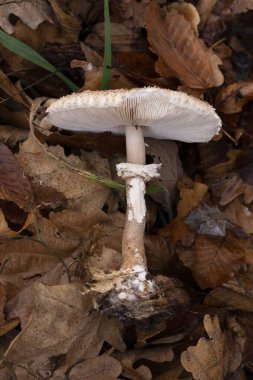 Macrolepiota rhodosperma (syn. Macrolepiota konradii, Agaricaceae familyasından bir mantar türü..