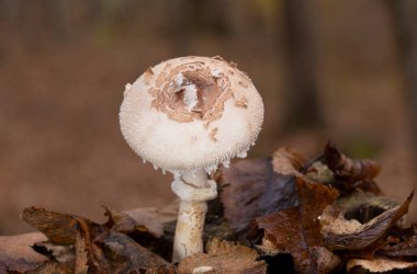 Macrolepiota rhodosperma (syn. Macrolepiota konradii, Agaricaceae familyasından bir mantar türü..