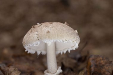 Macrolepiota rhodosperma (syn. Macrolepiota konradii, Agaricaceae familyasından bir mantar türü..