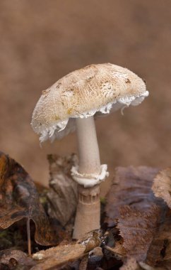 Macrolepiota rhodosperma (syn. Macrolepiota konradii, Agaricaceae familyasından bir mantar türü..