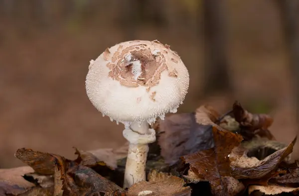 Macrolepiota rhodosperma (syn. Macrolepiota konradii, Agaricaceae familyasından bir mantar türü..