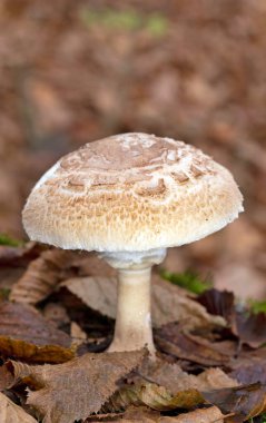 Macrolepiota rhodosperma (syn. Macrolepiota konradii, Agaricaceae familyasından bir mantar türü..