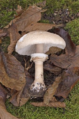 Macrolepiota rhodosperma (syn. Macrolepiota konradii, Agaricaceae familyasından bir mantar türü..