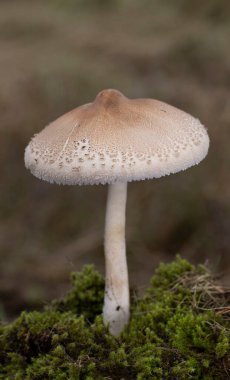 Macrolepiota mastoidea, Agaricaceae familyasından bir mantar türüdür..