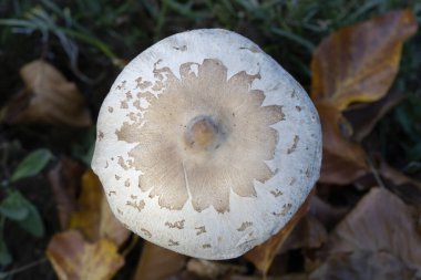 Macrolepiota mastoidea, Agaricaceae familyasından bir mantar türüdür..