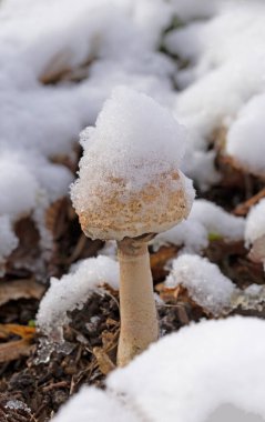 Macrolepiota mastoidea (syn. Lepiota mastoidesi).