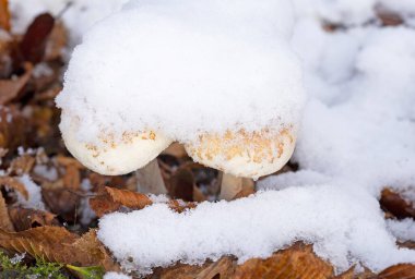 Macrolepiota mastoidea (syn. Lepiota mastoidesi).