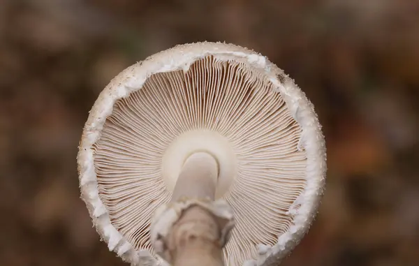 Macrolepiota rhodosperma (syn. Macrolepiota konradii, Agaricaceae familyasından bir mantar türü..