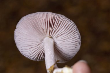 Mycena rosea, Mycenaceae familyasından bir mantar türüdür..
