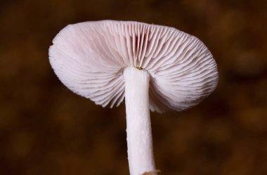 Mycena rosea, Mycenaceae familyasından bir mantar türüdür..