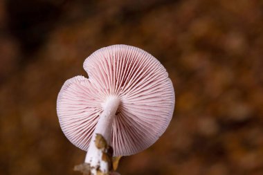 Mycena rosea, Mycenaceae familyasından bir mantar türüdür..