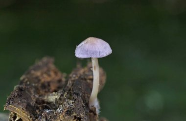 Mycena pura, Mycena micena eflatun şapkası, Mycenaceae familyasından bir mantar türüdür.