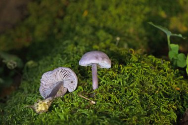 Mycena pura, Mycena micena eflatun şapkası, Mycenaceae familyasından bir mantar türüdür.