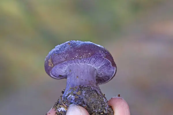 Klitocybe nuda ya da Lepista nuda çok güzel yenilebilir bir mantardır..