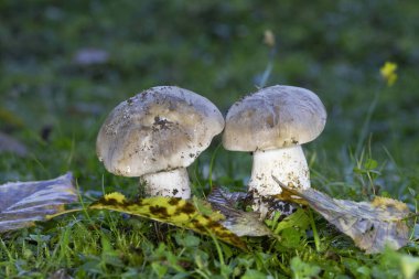 Klitocybe nebularis ya da Lepista nebularis, hem kozalaklı ormanlarda hem de Avrupa 'nın geniş yapraklı ormanlarında bulunan bol solungaçlı bir mantar türüdür..
