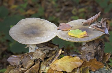 Clitocybe nebularis or Lepista nebularis is an abundant gilled fungus which appears both in conifer-dominated forests and broad-leaved woodland in Europe. clipart