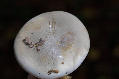 Klitocybe nebularis ya da Lepista nebularis, hem kozalaklı ormanlarda hem de Avrupa 'nın geniş yapraklı ormanlarında bulunan bol solungaçlı bir mantar türüdür..