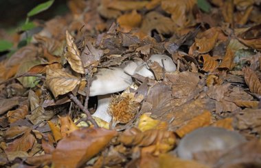 Klitocybe nebularis ya da Lepista nebularis, hem kozalaklı ormanlarda hem de Avrupa 'nın geniş yapraklı ormanlarında bulunan bol solungaçlı bir mantar türüdür..