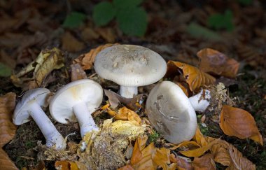 Klitocybe nebularis ya da Lepista nebularis, hem kozalaklı ormanlarda hem de Avrupa 'nın geniş yapraklı ormanlarında bulunan bol solungaçlı bir mantar türüdür..