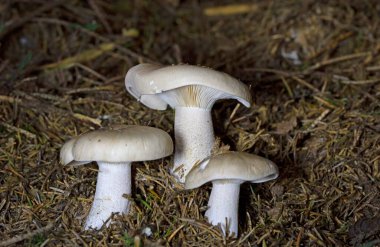 Clitocybe nebularis or Lepista nebularis is an abundant gilled fungus which appears both in conifer-dominated forests and broad-leaved woodland in Europe. clipart