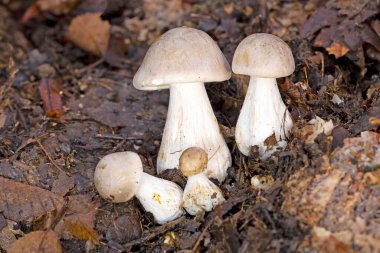 Klitocybe nebularis ya da Lepista nebularis, hem kozalaklı ormanlarda hem de Avrupa 'nın geniş yapraklı ormanlarında bulunan bol solungaçlı bir mantar türüdür..